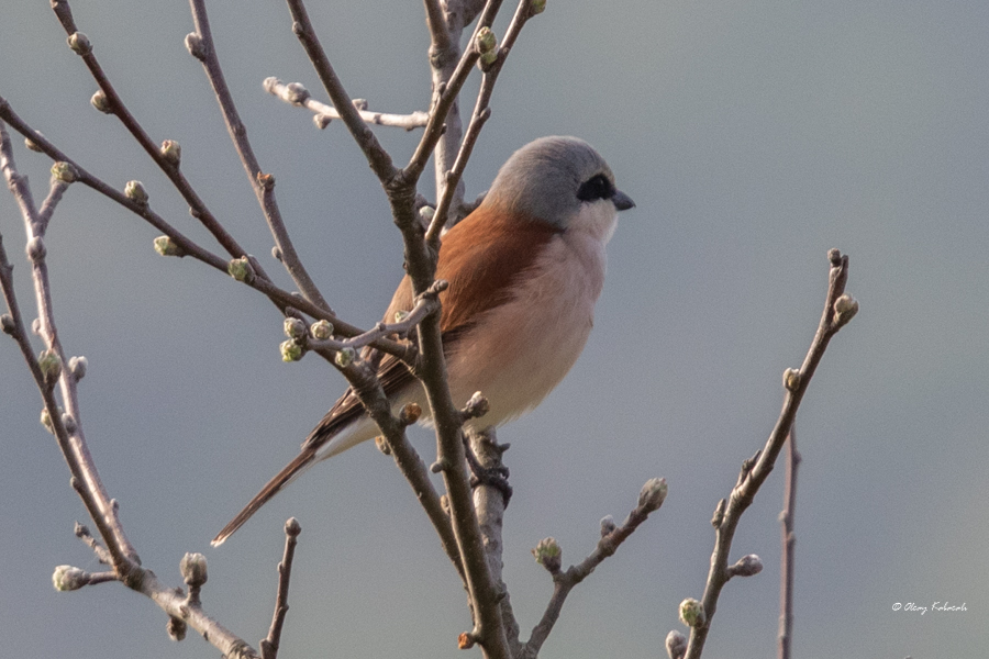 Red-backed Shrike