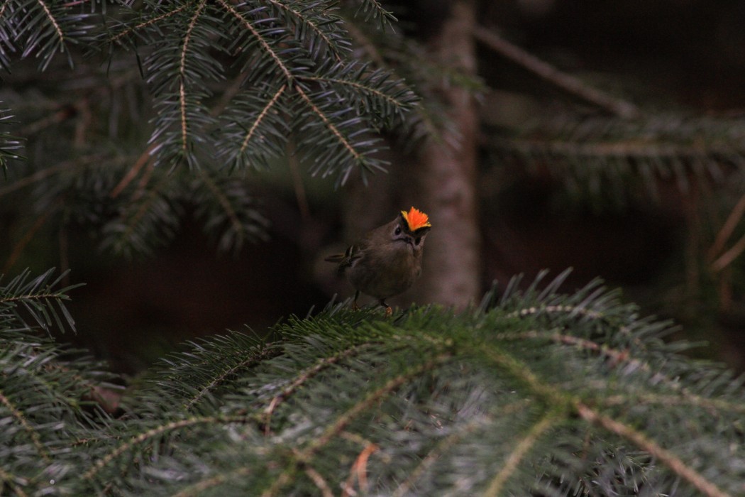 Goldcrest