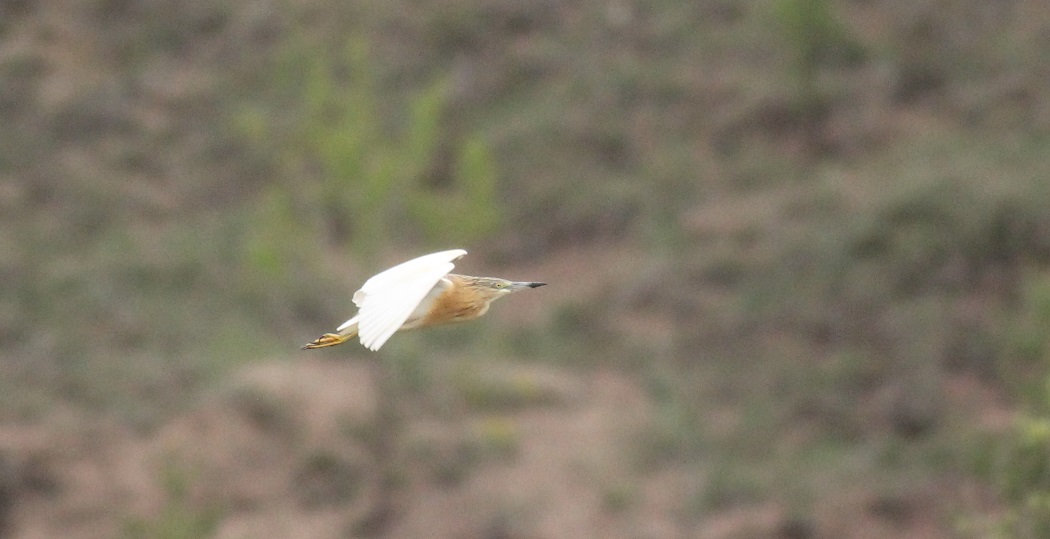 Squacco Heron