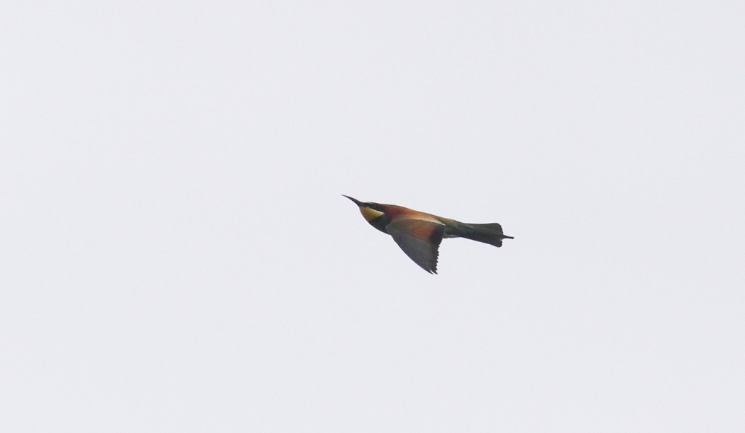 European Bee-eater