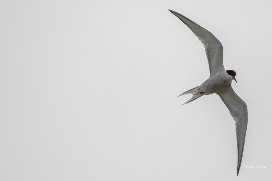 Common Tern