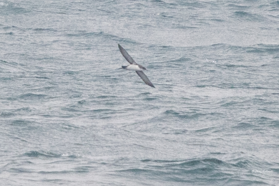 Yelkouan Shearwater