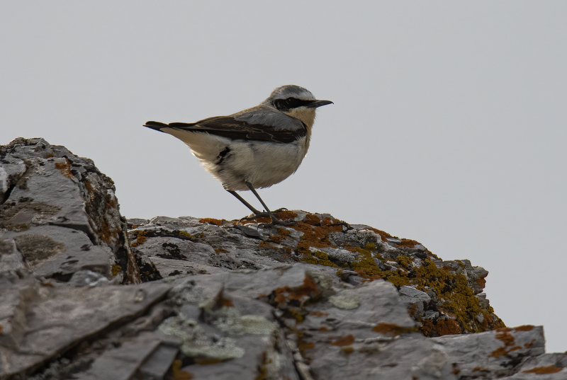 Northern Wheatear