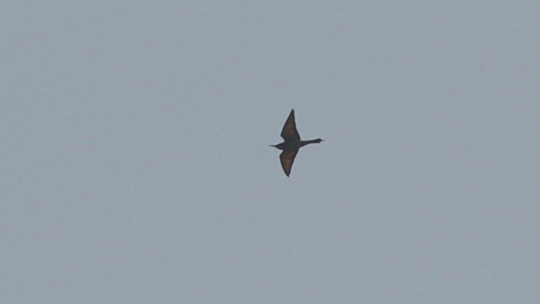 European Bee-eater