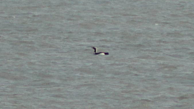 Black-throated Loon
