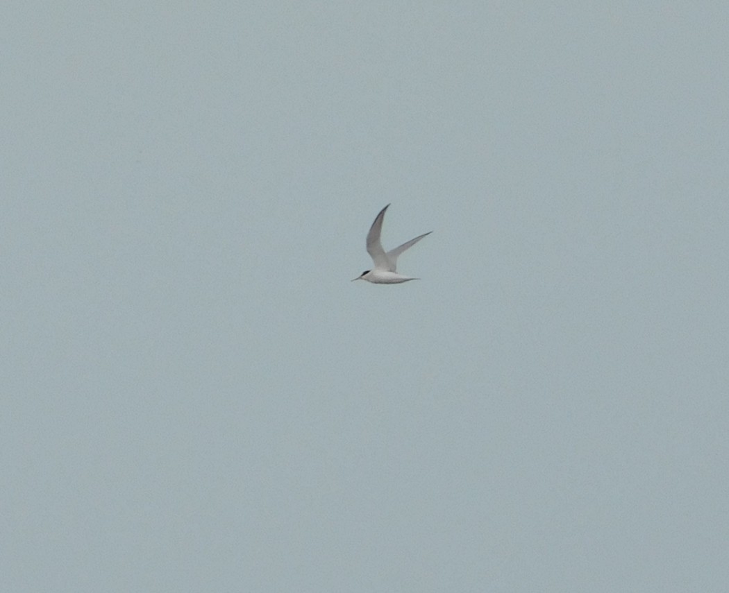 Little Tern