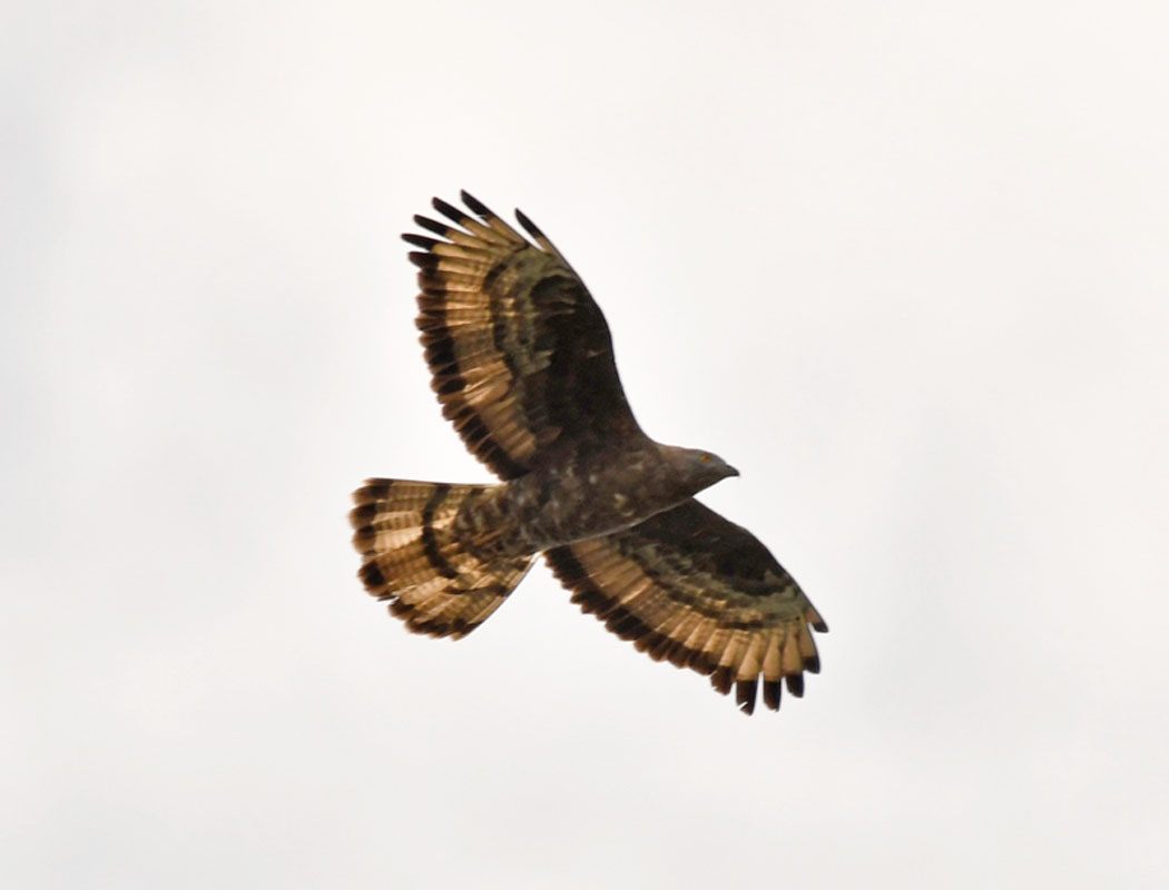 European Honey Buzzard