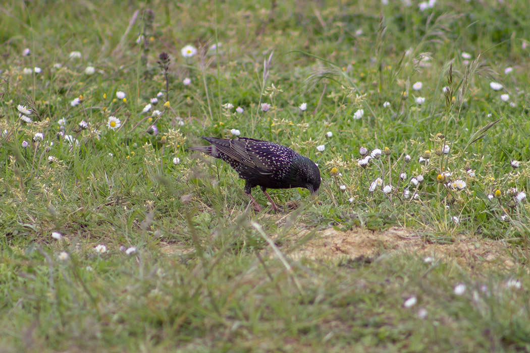 Common Starling
