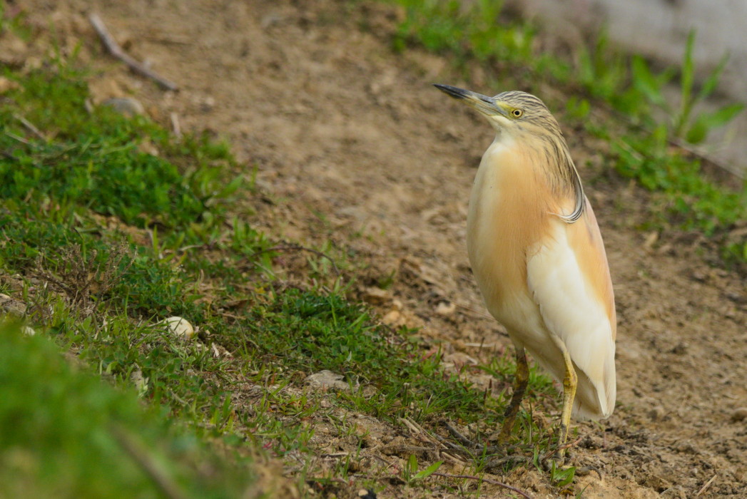 Squacco Heron