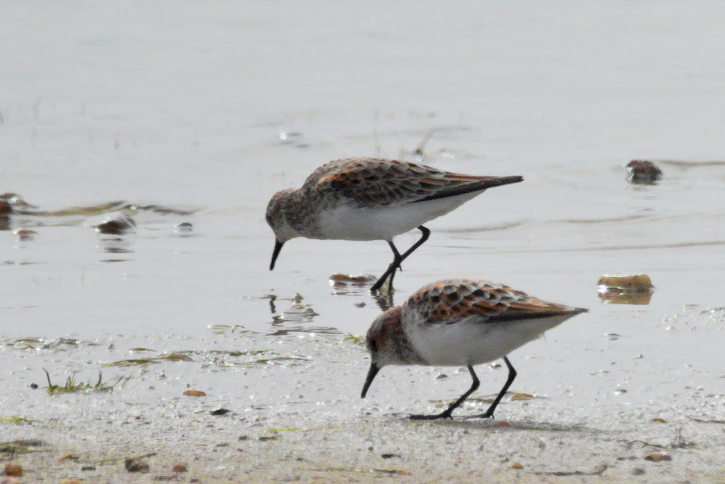 Little Stint