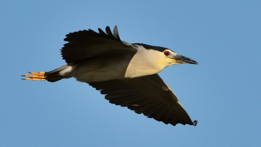 Black-crowned Night Heron