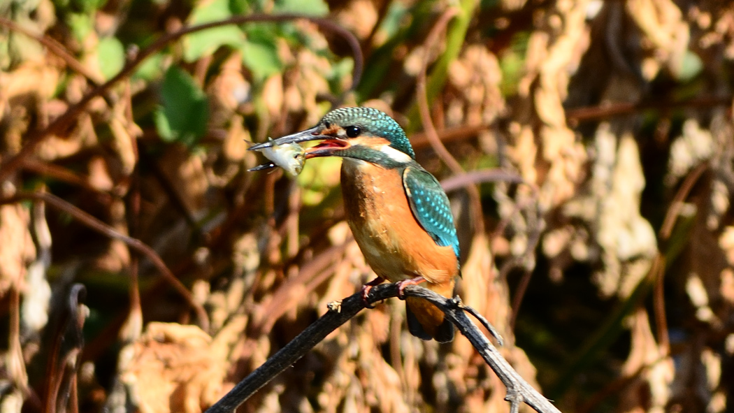 Common Kingfisher