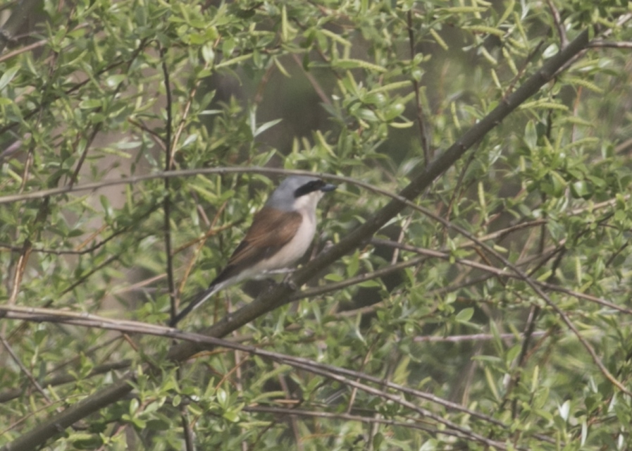 Red-backed Shrike