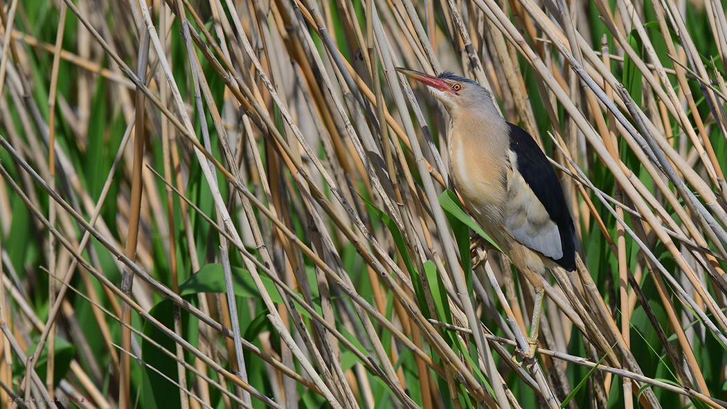 Little Bittern