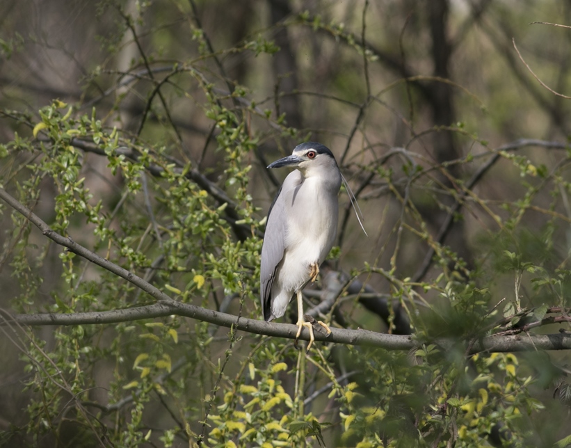 Black-crowned Night Heron
