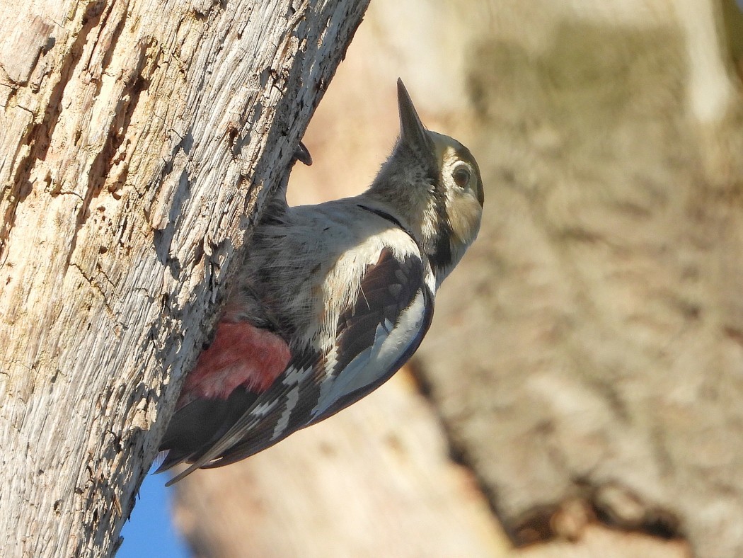 Syrian Woodpecker