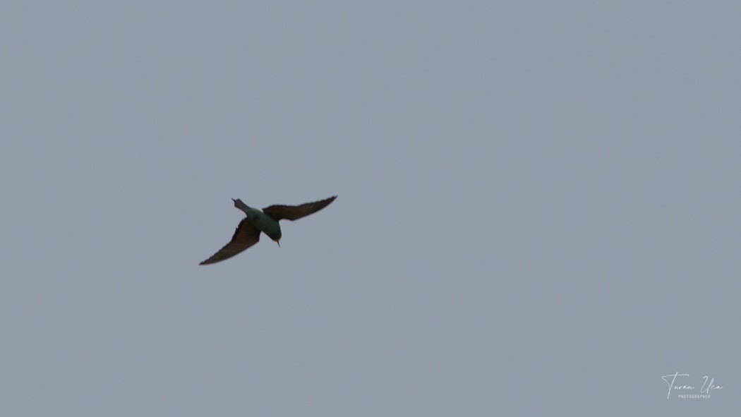 European Bee-eater
