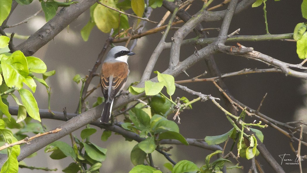 Red-backed Shrike