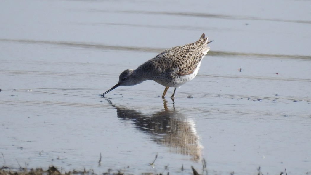 Marsh Sandpiper