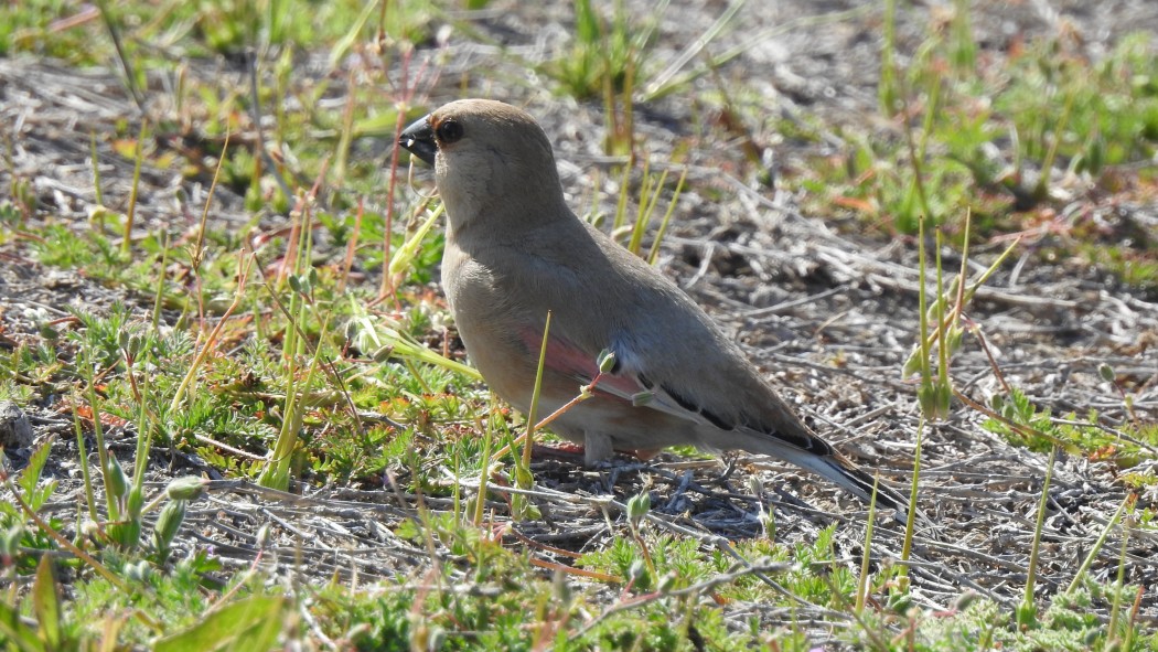Desert Finch