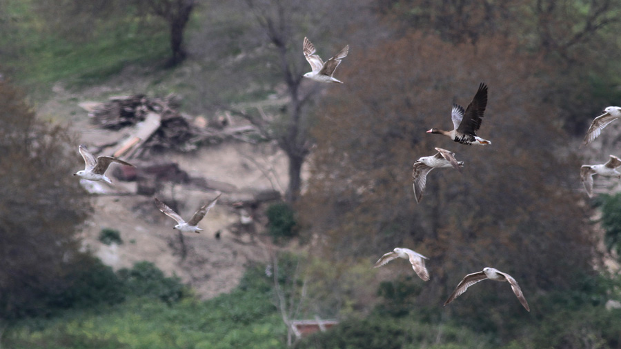 Greater White-fronted Goose