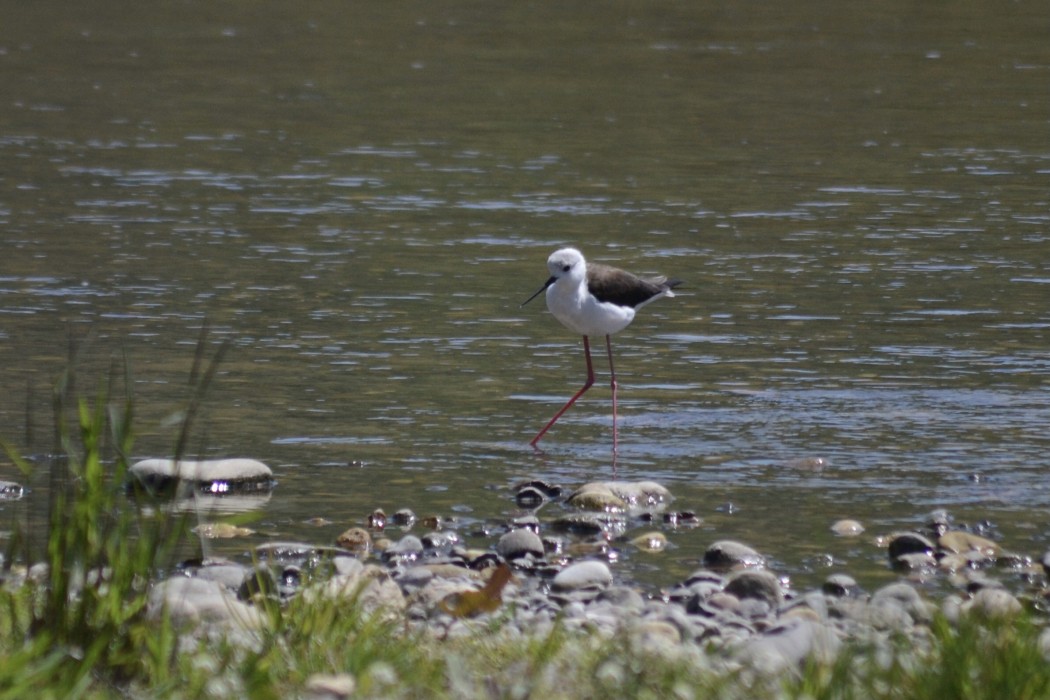 Black-winged Stilt