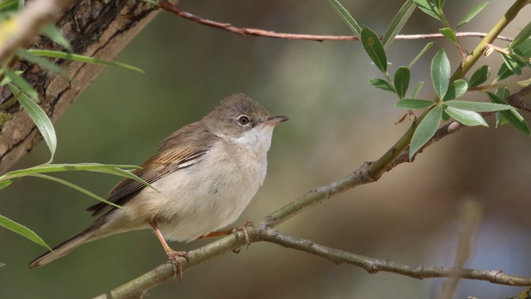 Common Whitethroat