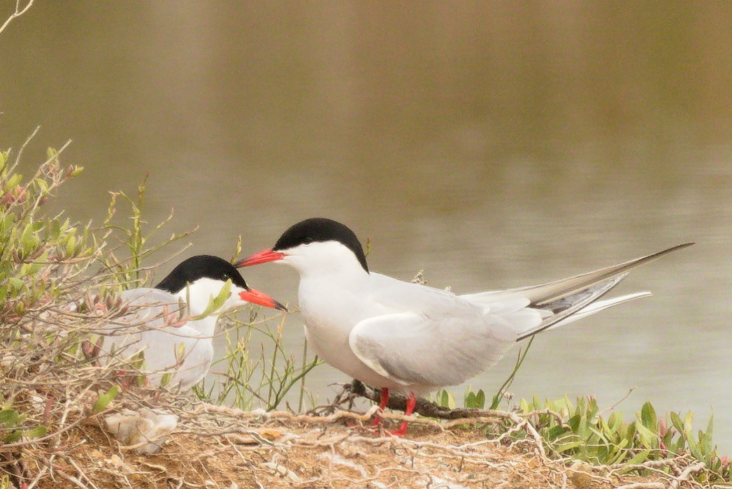 Common Tern