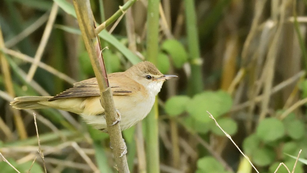 Great Reed Warbler