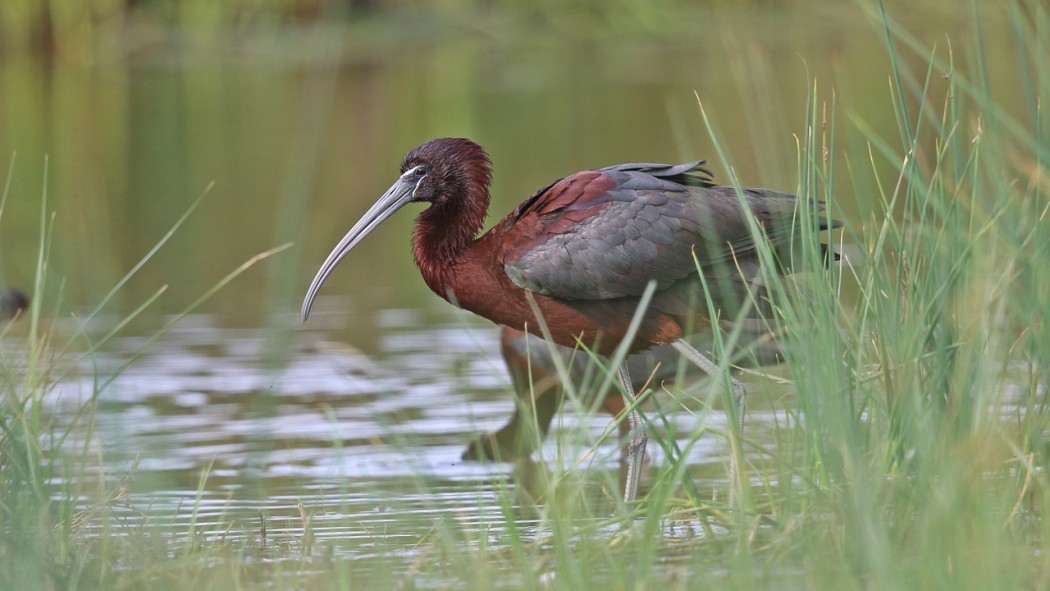 Glossy Ibis