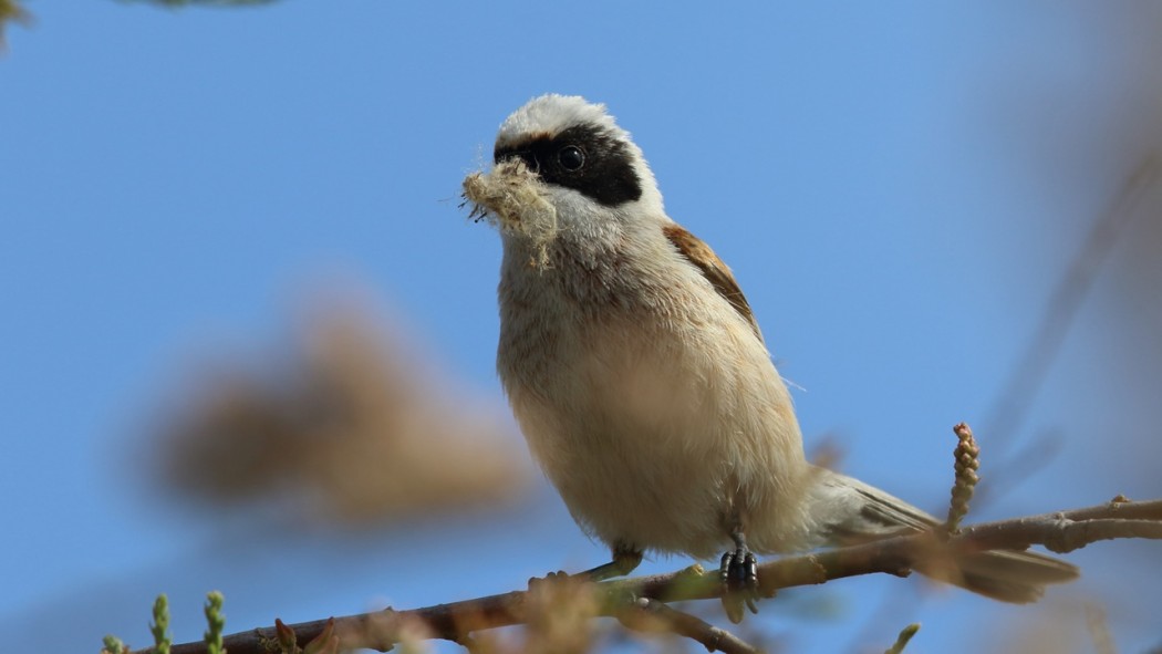 Eurasian Penduline Tit
