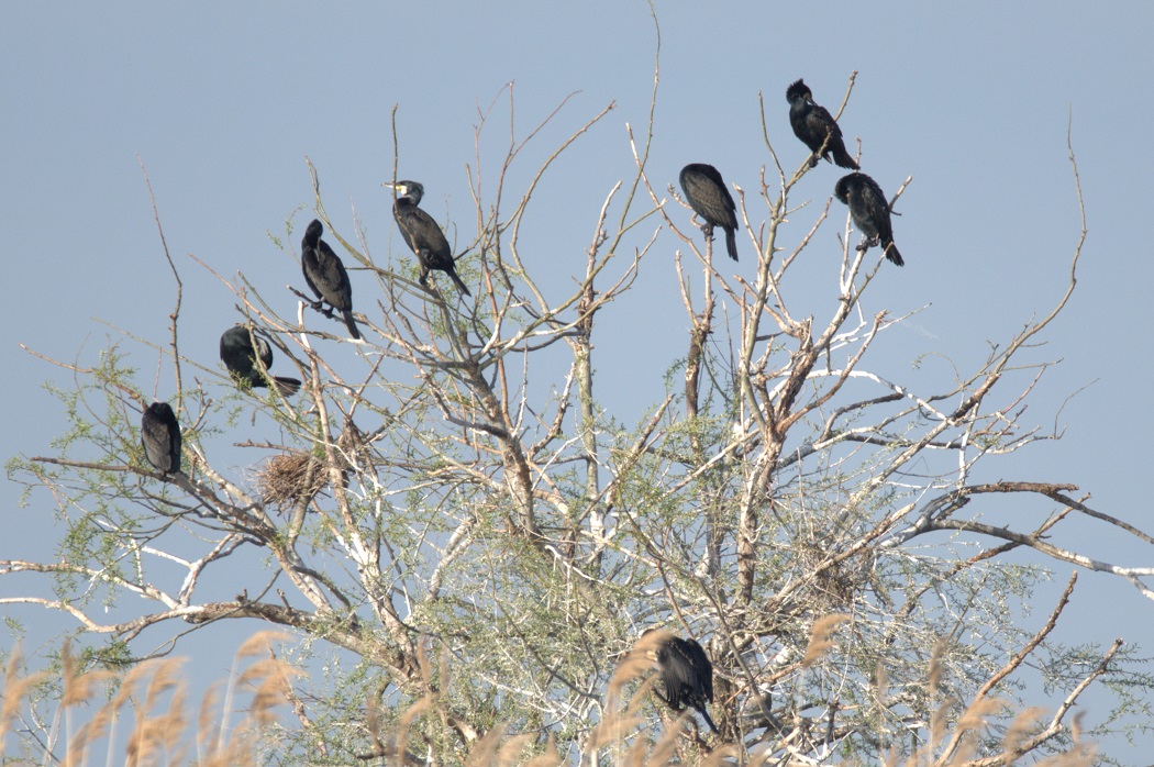 Great Cormorant