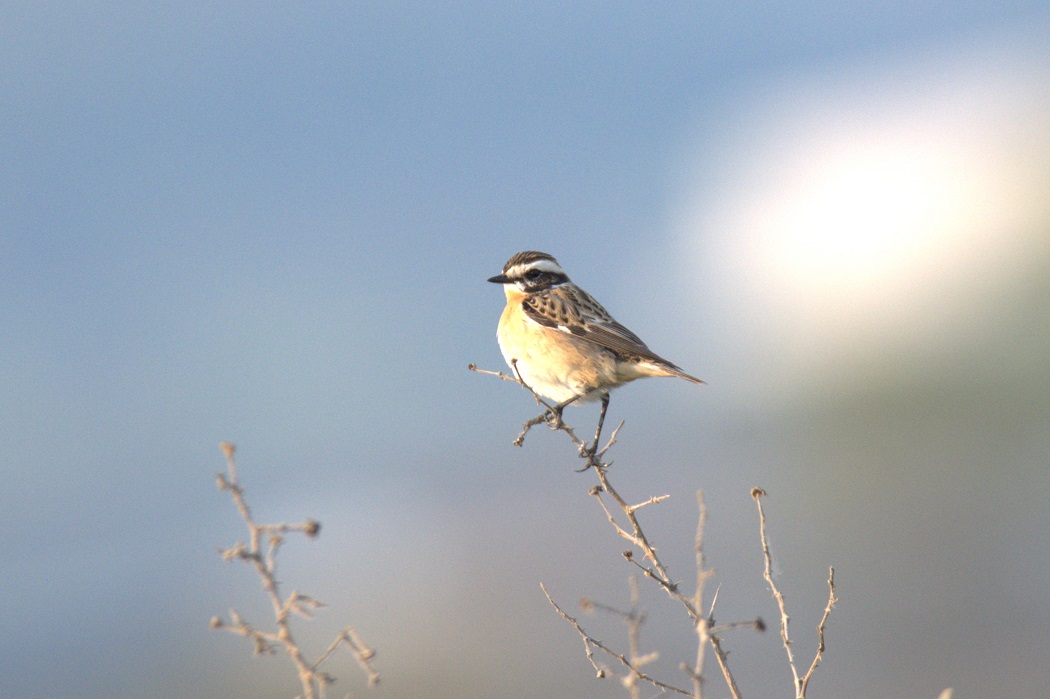 Whinchat
