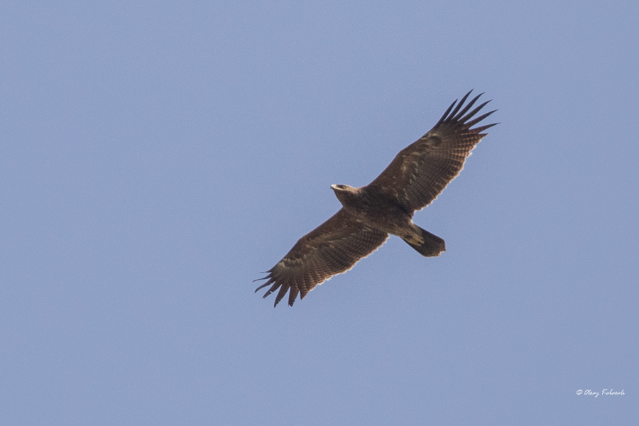 Lesser Spotted Eagle