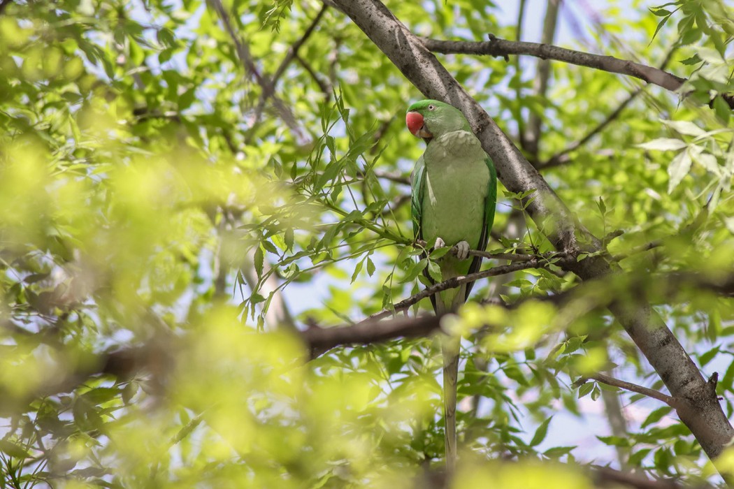 Alexandrine Parakeet