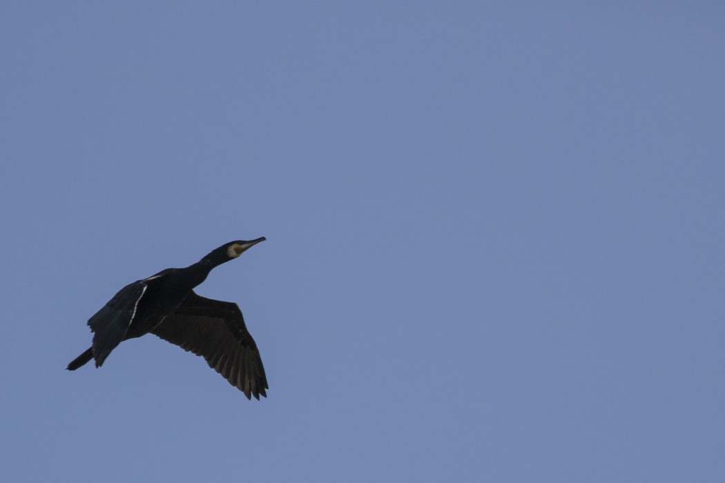 Great Cormorant