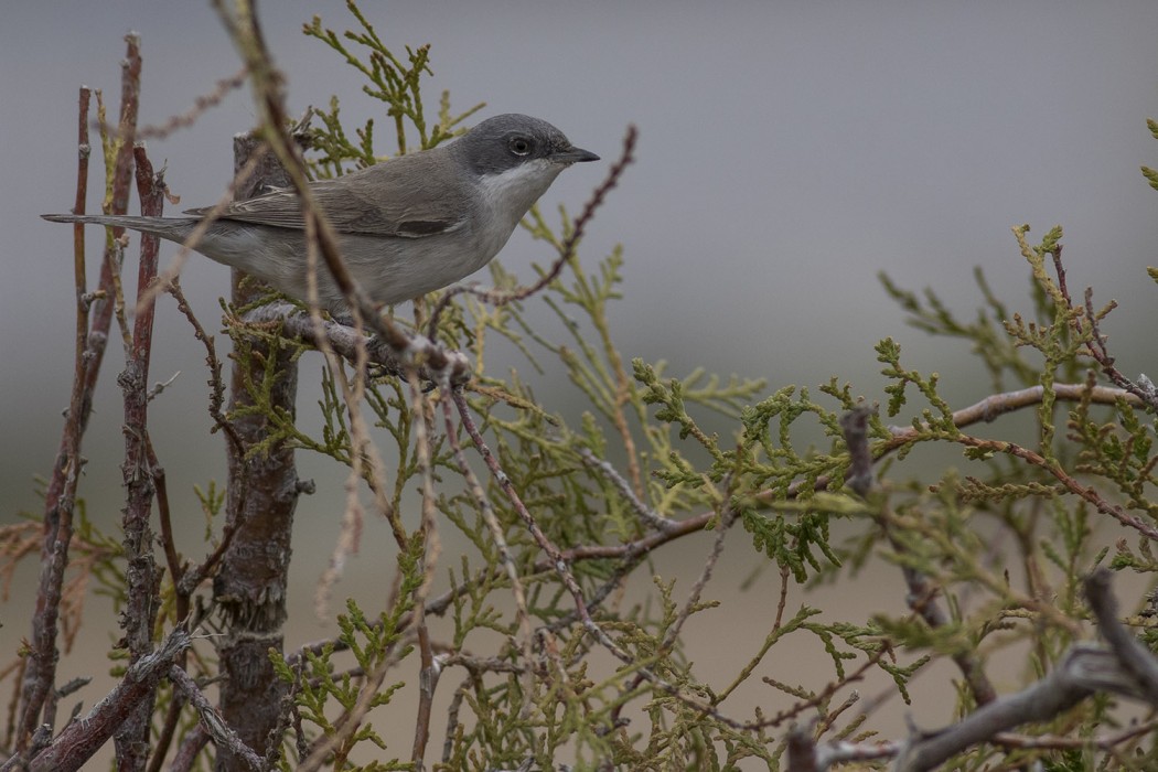 Lesser Whitethroat