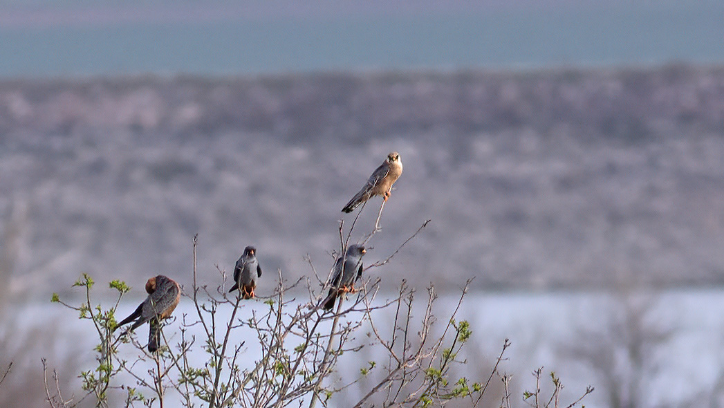 Red-footed Falcon
