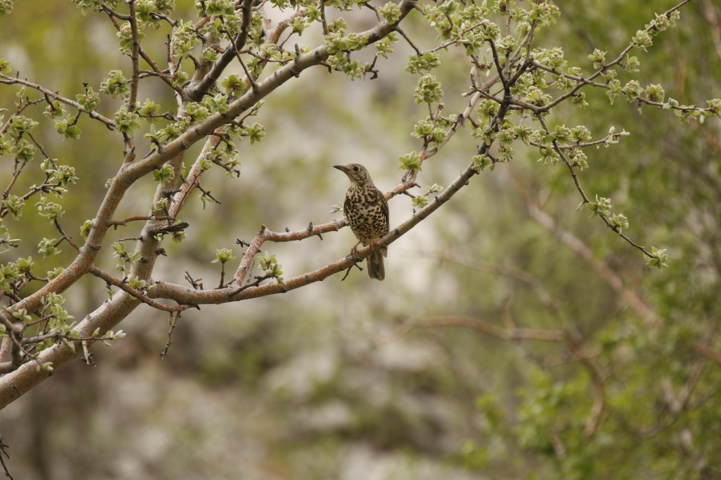 Mistle Thrush