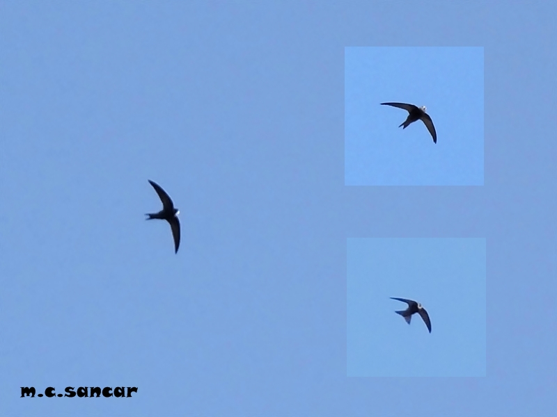 Common Swift