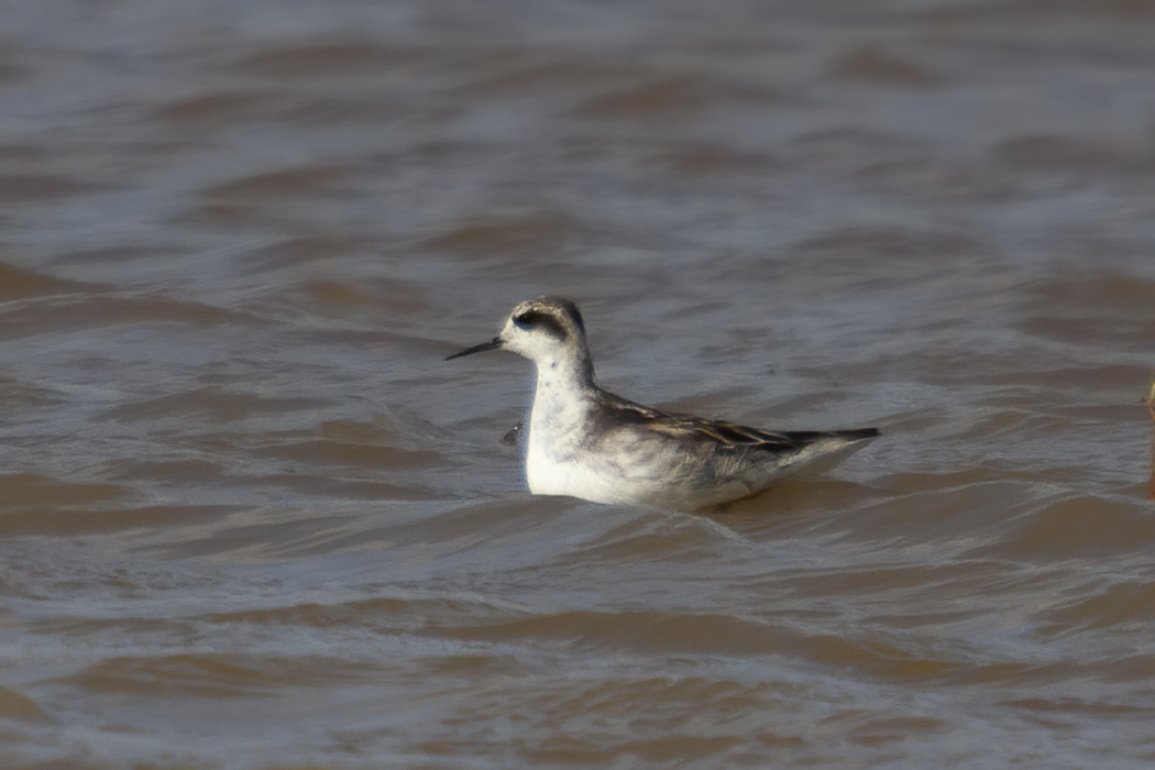 Red-necked Phalarope