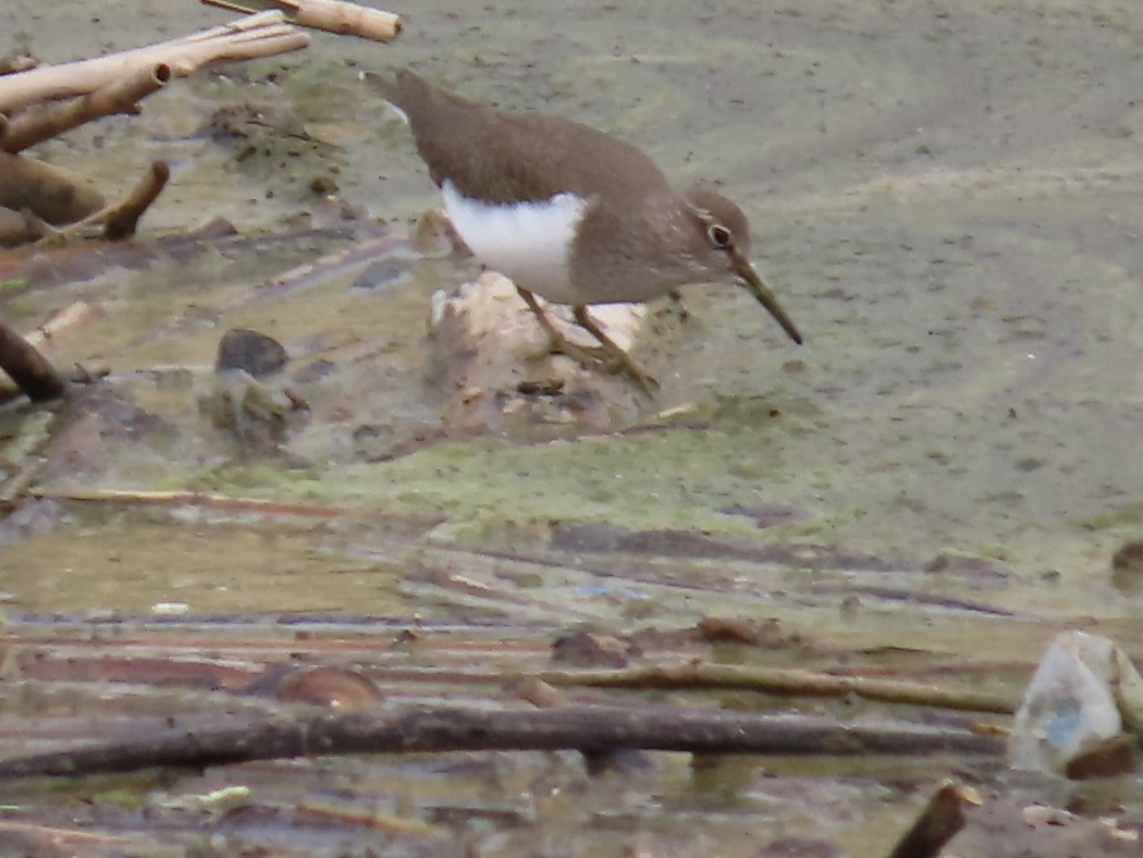 Common Sandpiper