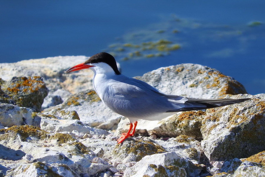 Common Tern