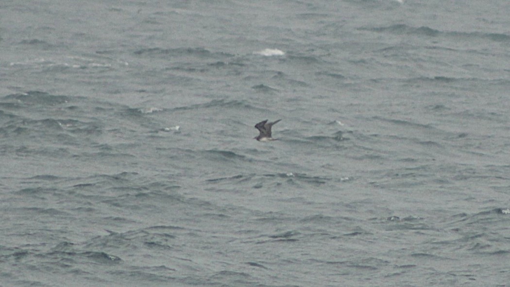 Parasitic Jaeger