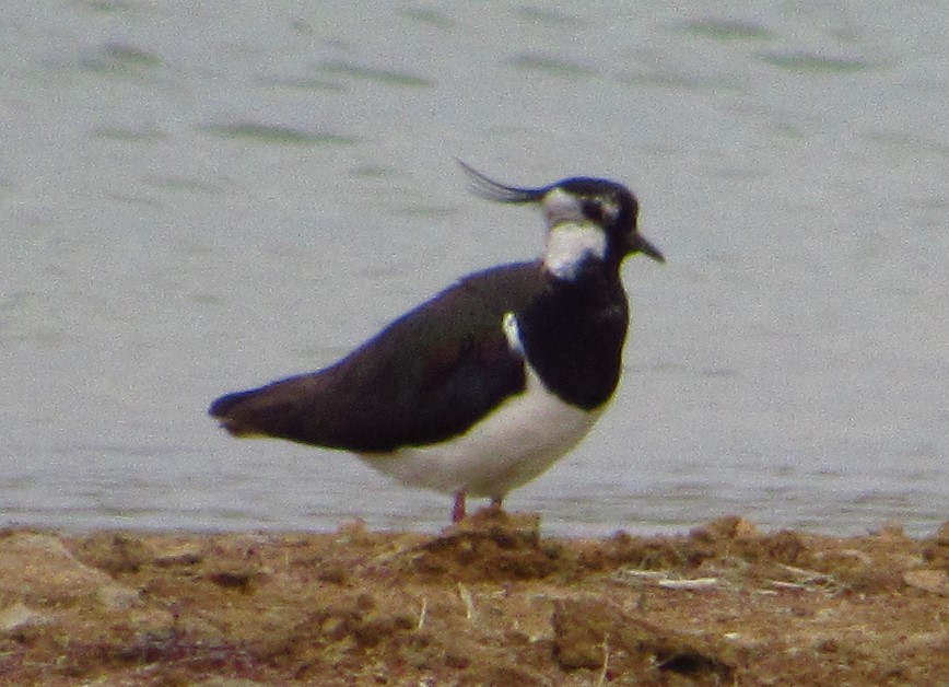 Northern Lapwing
