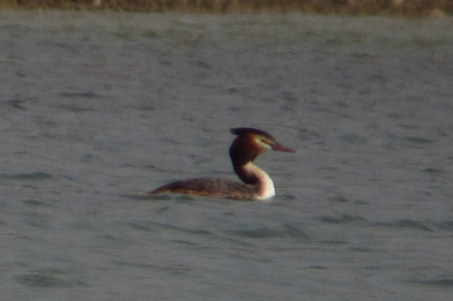 Great Crested Grebe
