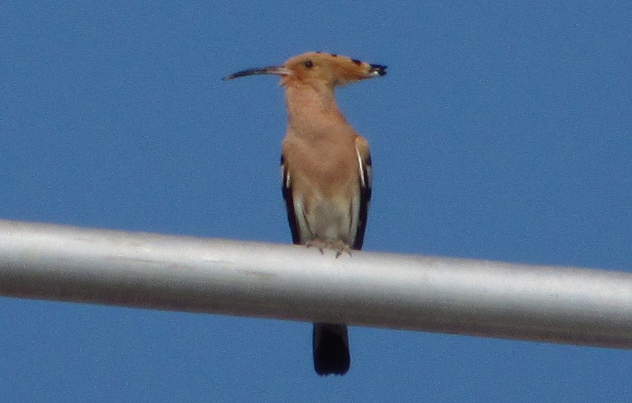 Common Hoopoe