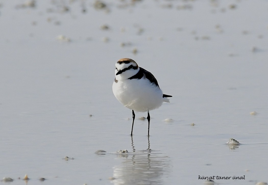 Kentish Plover