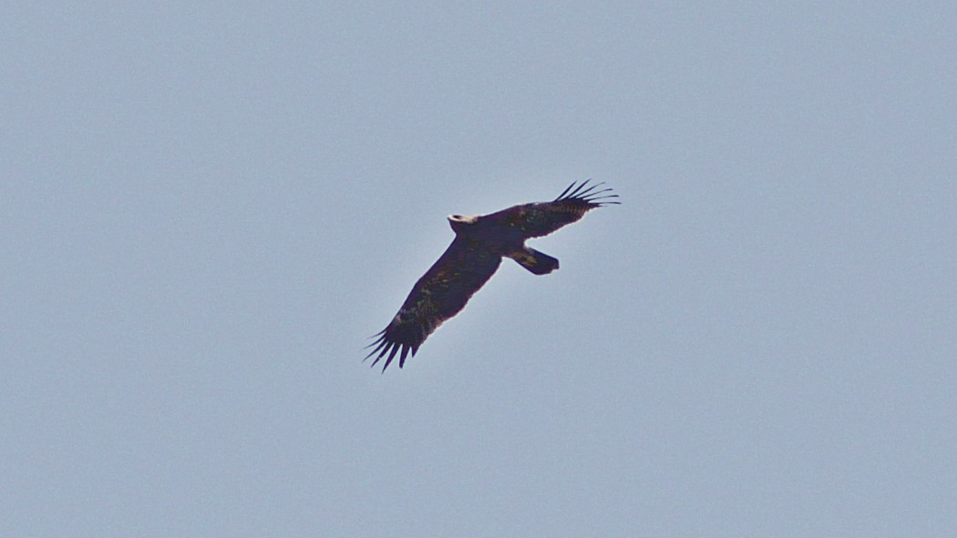 Lesser Spotted Eagle