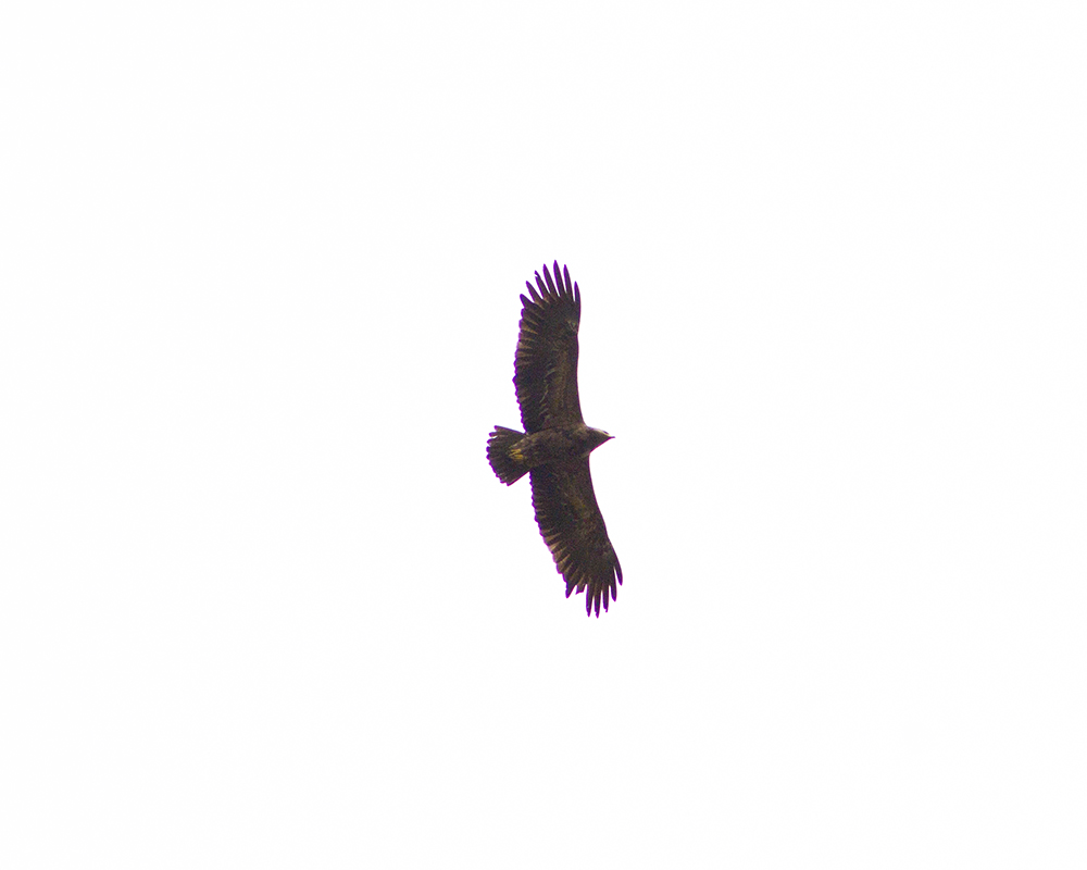 Lesser Spotted Eagle